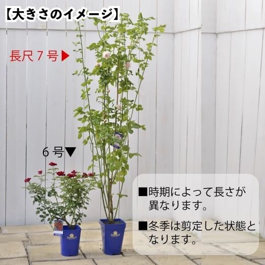 Amazon.co.jp: コフレ長尺7号大苗 鉢植え バラ 薔薇 河本バラ園 大苗 7